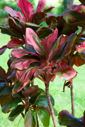 ti leaf for traditional Hawaiian uses including landscaping and Maui wedding ceremony on the beach.