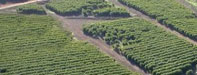 An aerial above Kaanapali coffee farm in West Maui.