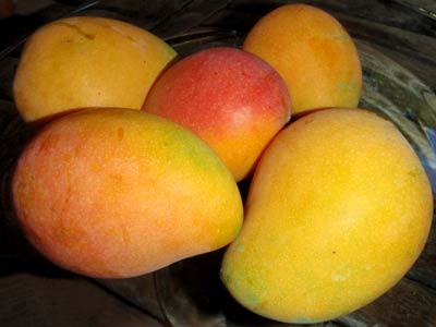 Fresh mangoes for apple mango trifle recipe.